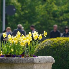 Gelbe Blumen vor Trauergemeinschaft vor Friedhofshalle